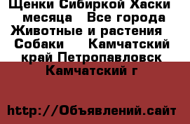 Щенки Сибиркой Хаски 2 месяца - Все города Животные и растения » Собаки   . Камчатский край,Петропавловск-Камчатский г.